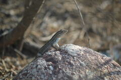 Sceloporus variabilis