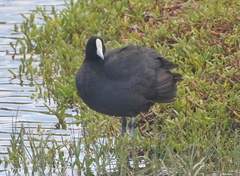 Fulica alai