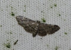 Idaea pervertipennis
