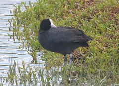 Fulica alai