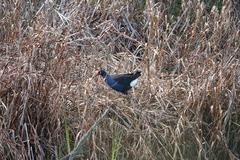 Porphyrio melanotus