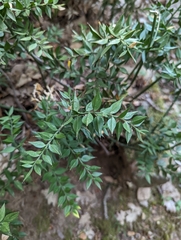 Ruscus aculeatus