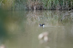 Porphyrio melanotus