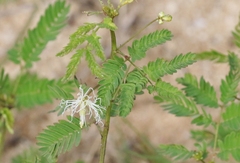 Desmanthus pernambucanus
