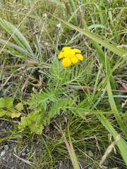 Tanacetum vulgare boreale