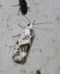 Ponometia candefacta