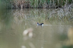 Porphyrio melanotus