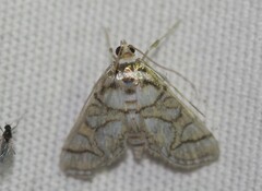 Pseudopyrausta santatalis