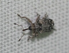 Lignyodes transversus