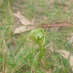 Pterostylis alpina