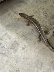 Plestiodon obsoletus