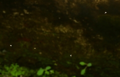Milichiidae
