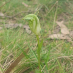 Pterostylis alpina