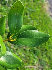 Cinnamomum reticulatum