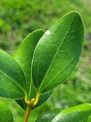 Cinnamomum reticulatum