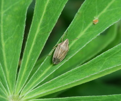 Aelia acuminata