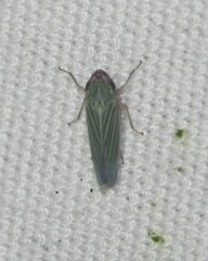 Xyphon reticulatum