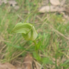 Pterostylis alpina