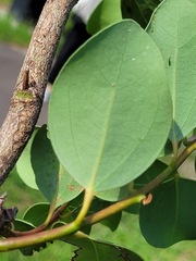 Cinnamomum reticulatum