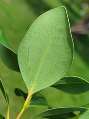 Cinnamomum reticulatum