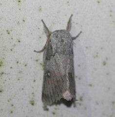 Syssphinx heiligbrodti