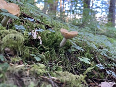 Russula fragilis