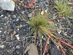 Fimbristylis polytrichoides