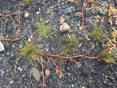 Fimbristylis polytrichoides