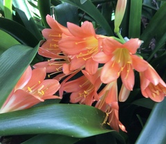 Clivia