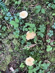Russula fragilis