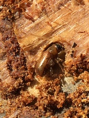 Dendroctonus rufipennis