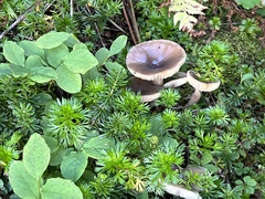 Lactarius pseudomucidus