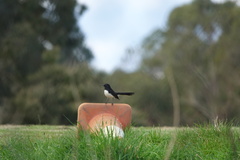 Rhipidura leucophrys