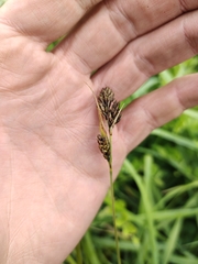 Carex gmelinii