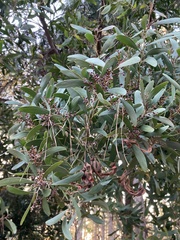 Acacia melanoxylon