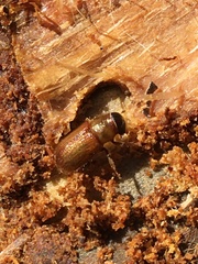 Dendroctonus rufipennis
