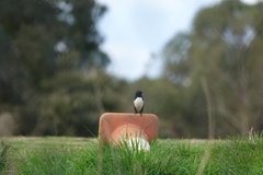 Rhipidura leucophrys