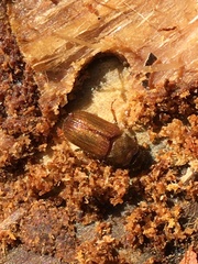 Dendroctonus rufipennis