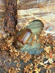Dendroctonus rufipennis