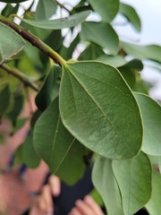 Cinnamomum reticulatum