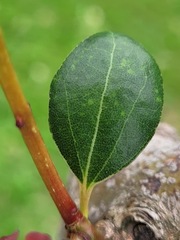 Cinnamomum reticulatum