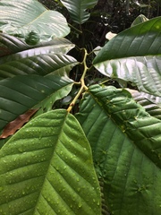 Cupania