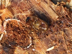 Dendroctonus rufipennis