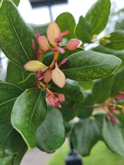 Cinnamomum reticulatum