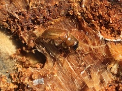 Dendroctonus rufipennis