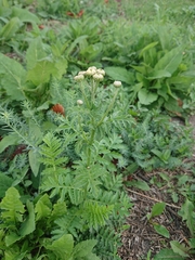 Tanacetum corymbosum
