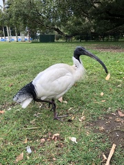 Threskiornis molucca