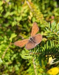Tharsalea mariposa