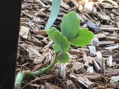 Kalanchoe