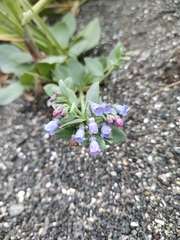 Mertensia maritima
